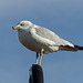 Ring-billed Gull / Larus delawarensis