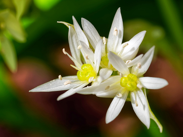Allium ursinum (PiP)