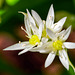 Allium ursinum (PiP)