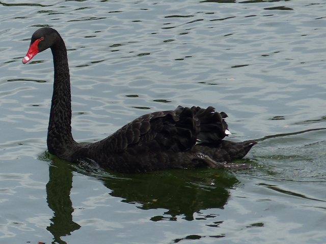 Black Swan - 21 February 2015