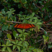 DSCN6083 - borboleta Julia ou labareda Dryas iulia alcionea, Heliconiinae Nymphalidae Lepidoptera