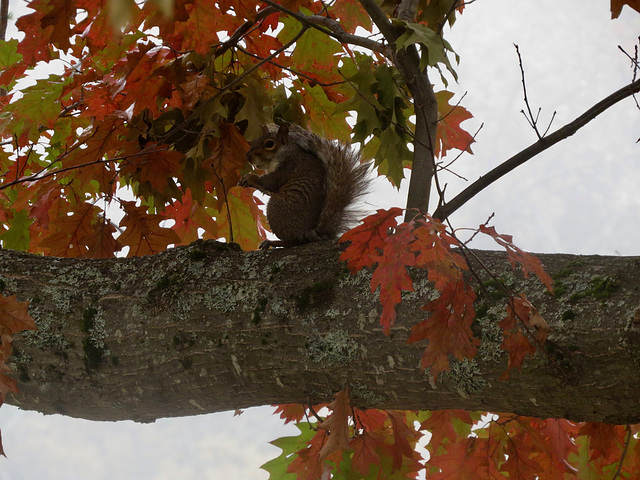 American red squirrel in oak tree