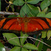DSCN6083a - borboleta Julia ou labareda Dryas iulia alcionea, Heliconiinae Nymphalidae Lepidoptera