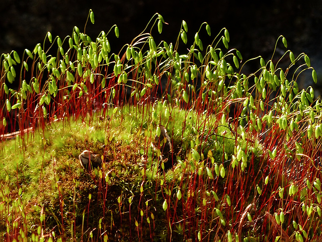 Nodding Thread-moss / Pohlia nutans, William J. Bagnall Wilderness Park