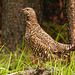 Spruce Grouse / Falcipennis canadensis