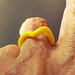 The yellow ring -  l'anellu giallu