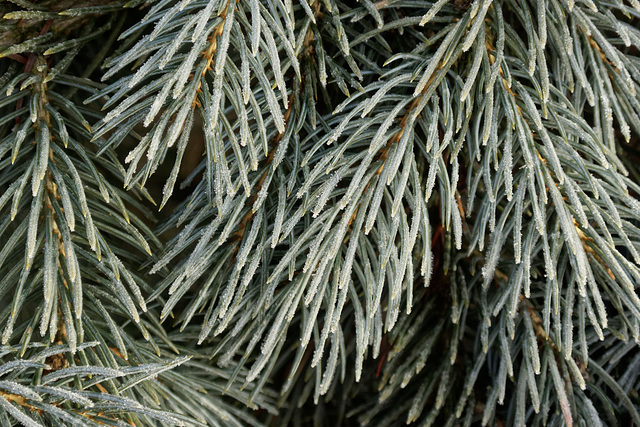 Frost on the Spruce