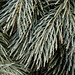 Frost on the Spruce