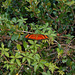 DSCN6086 - borboleta Julia ou labareda Dryas iulia alcionea, Heliconiinae Nymphalidae Lepidoptera