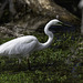 Great Eastern Egret