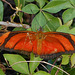DSCN6086a - borboleta Julia ou labareda Dryas iulia alcionea, Heliconiinae Nymphalidae Lepidoptera