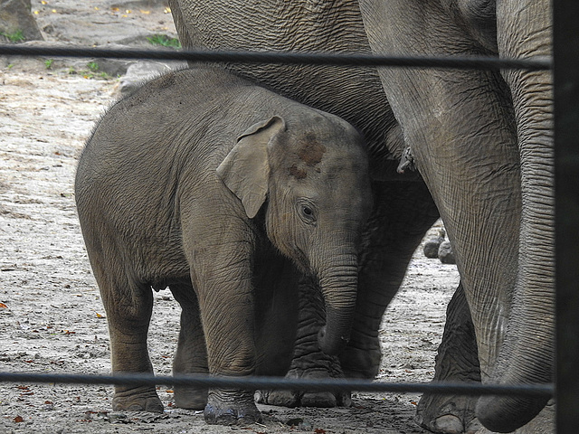 20170928 3147CPw [D~OS] Asiatischer Elefant, Zoo, Osnabrück