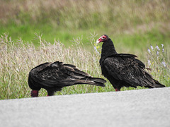 Day 1, Turkey Vultures / Cathartes aura