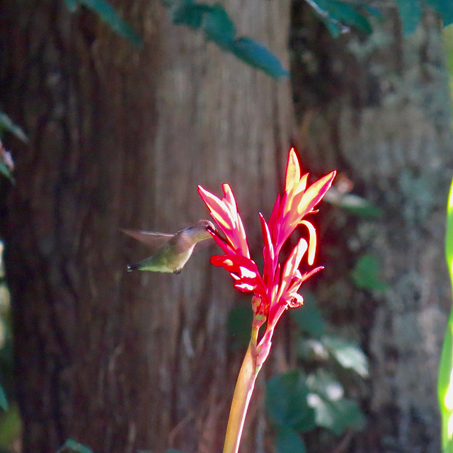 Ruby-throated hummingbird on canna