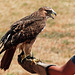 Flight training with a Red-tailed Hawk
