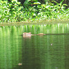 Rabbit swimming across pond