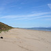 echidna on the beach