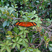 DSCN6087 - borboleta Julia ou labareda Dryas iulia alcionea, Heliconiinae Nymphalidae Lepidoptera
