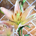 Tiger Lily on Tile Impressionistic- 043016