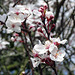 Plum blossom.  Prunus species