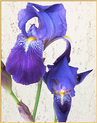 Schwertlilien (Iris). ©UdoSm