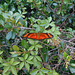 DSCN6088 - borboleta Julia ou labareda Dryas iulia alcionea, Heliconiinae Nymphalidae Lepidoptera