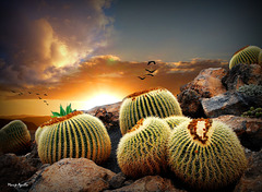 Cactus a la puesta de sol