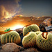 Cactus a la puesta de sol