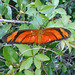 DSCN6089 - borboleta Julia ou labareda Dryas iulia alcionea, Heliconiinae Nymphalidae Lepidoptera