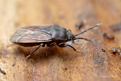 Ground Bug ? (Drymus sylvaticus?)