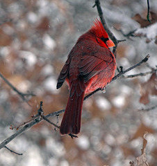 Cardinal in the snow ! 27-12-14