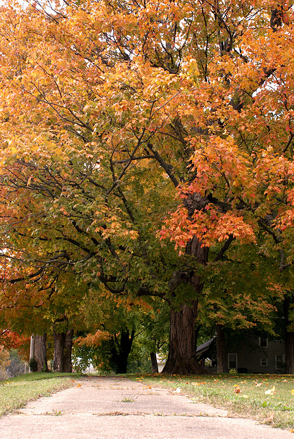Fall Tree 2012