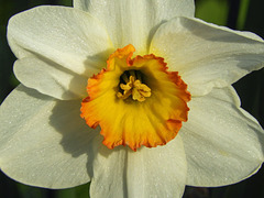 Day 3, Daffodil (or Narcissus?), Pt Pelee, Ontario