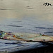 IMG 6440 Edouard Manet 1832-1883. Paris.  L'Asperge  Asparagus  1880.    Paris Orsay.