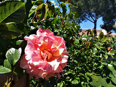 Garden rose ('Alfred Sisley')