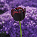 (129/365) dark tulip