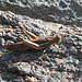 DSCN6091a - gafanhoto Schistocerca cf. cancellata paranensis, Acrididae Caelifera Orthoptera