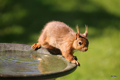 Young Red having figured out how to jump up onto the bird bath