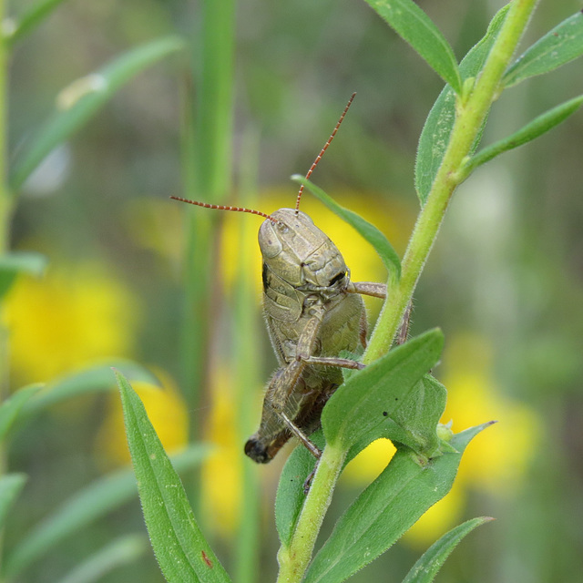 Grasshopper or locust, unknown species