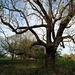 IMG 0432-001-Black Walnut Tree