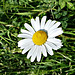 Just a daisy on the dog walk :-)