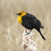 Yellow-headed Blackbird / Xanthocephalus xanthocephalus, male