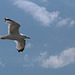 Herring gull over Stone Pier, Weymouth