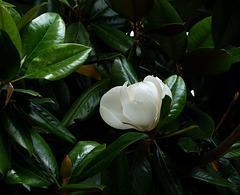 una timida magnolia