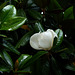 una timida magnolia