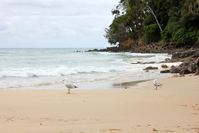 316/365 Gull's beach