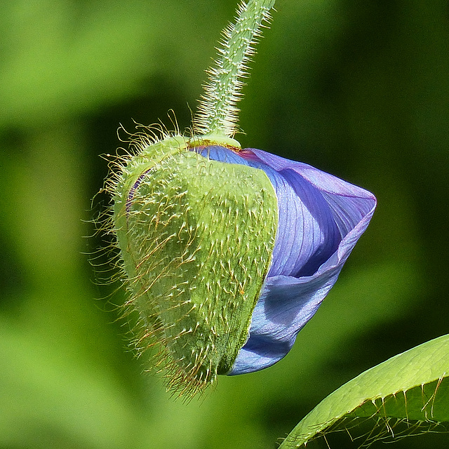 Himalayan Blue Poppy