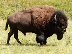 One mighty beast, Bison Paddock, Waterton N P
