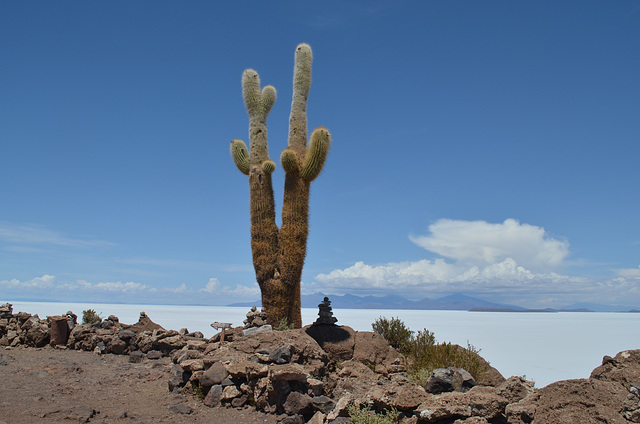 Bolivia, Isla del Pescado (Fish Island), Cactus of Thousand Years Old