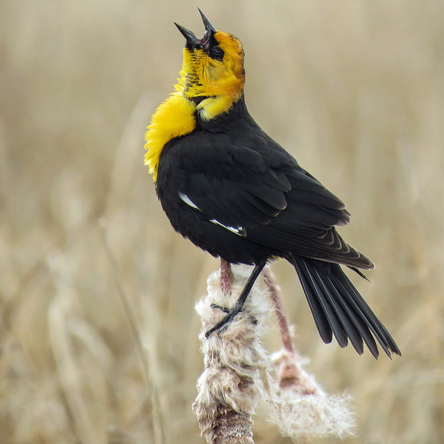 Yellow-headed Blackbird / Xanthocephalus xanthocephalus, calling